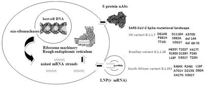 Impact of Ribosome Activity on SARS-CoV-2 LNP – Based mRNA Vaccines